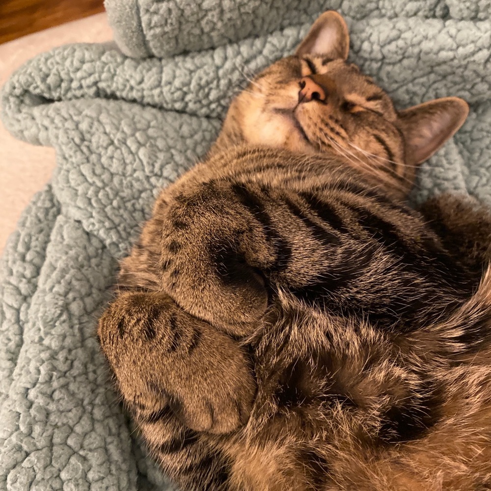 Meet your Posher, Hannah